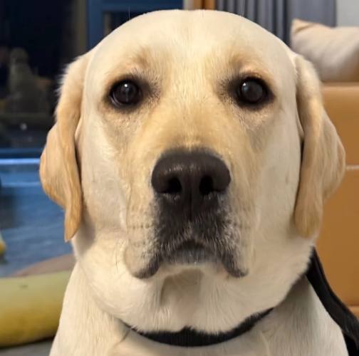 拉布拉多訓練 拉布拉多訓練