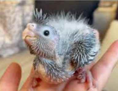 幼鳥餵食技巧 幼鳥餵食技巧