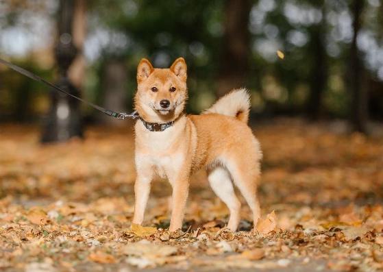 柴犬飼養優勢 柴犬飼養優勢