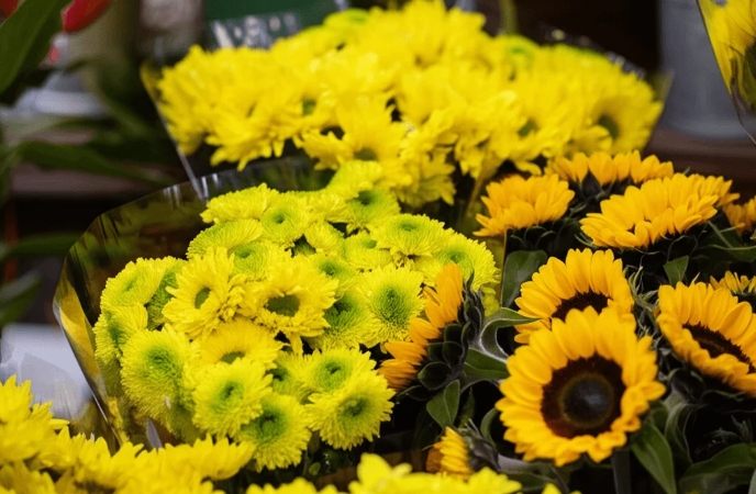 黃色雛菊花語 黃色雛菊花語