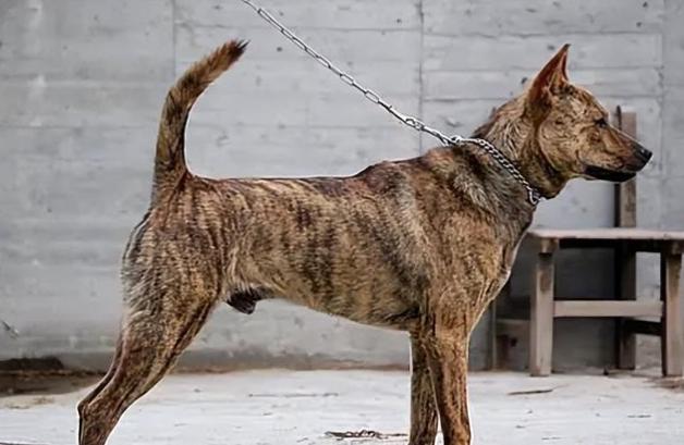 虎斑犬飼養 虎斑犬飼養