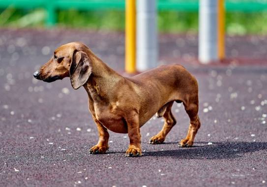 臘腸狗飼養注意 臘腸狗飼養注意