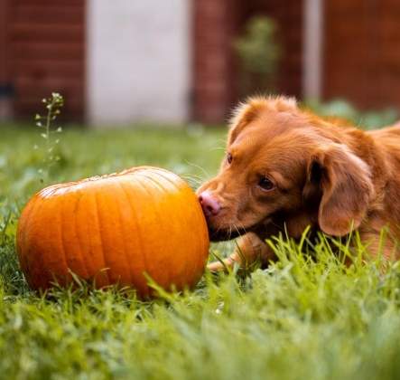 南瓜泥對狗狗好處