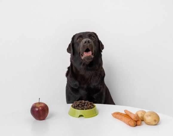 狗狗吃番薯 狗狗吃番薯