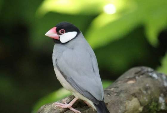 文鳥飼養 文鳥飼養
