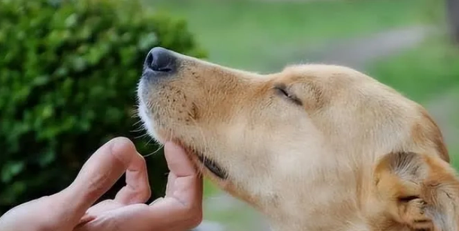 狗狗為什麼喜歡被摸
