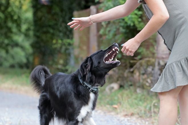 狗咬傷後遺症症狀 狗咬傷後遺症症狀