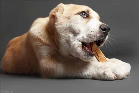 寵物誤食骨頭處理 寵物誤食骨頭處理