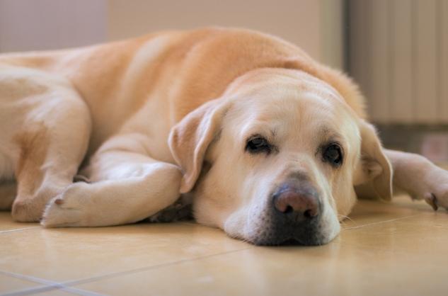 寵物受傷護理 寵物受傷護理