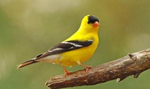 金絲雀不能吃的食物 金絲雀不能吃的食物