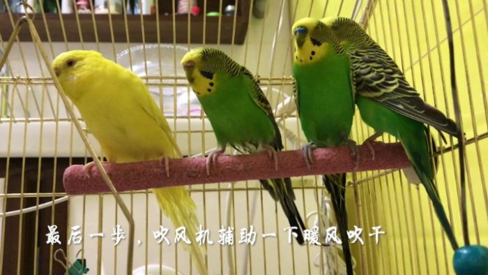 虎皮鸚鵡洗澡年齡