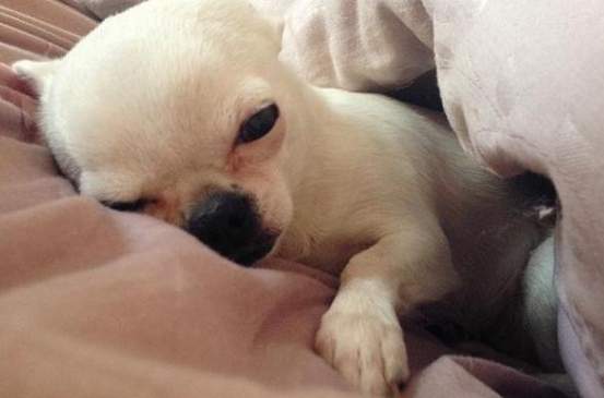 幼犬脹氣症狀 幼犬脹氣症狀