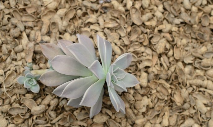 石蓮花健康益處 石蓮花健康益處