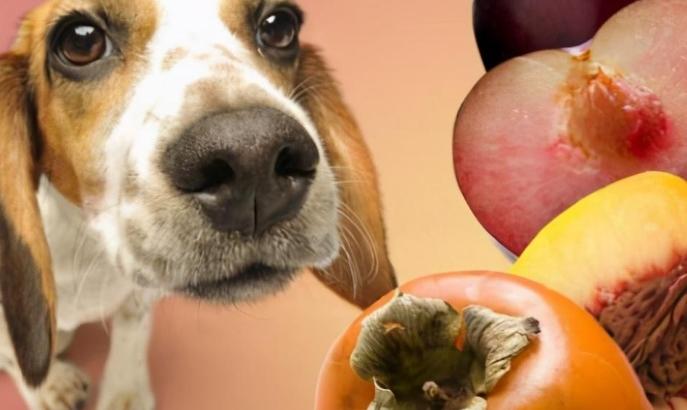 狗狗吃芋頭安全嗎 狗狗吃芋頭安全嗎