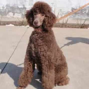 貴賓狗壽命計算