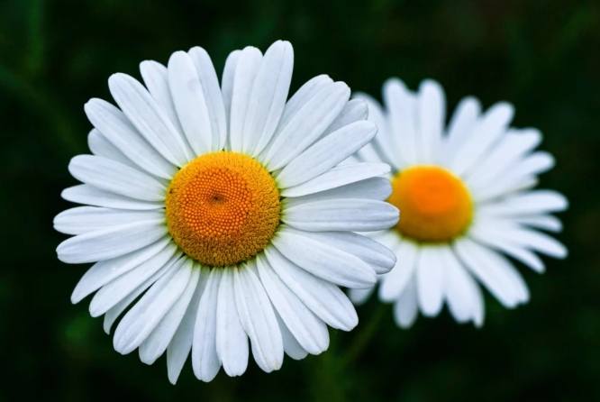 雛菊花語意義 雛菊花語意義