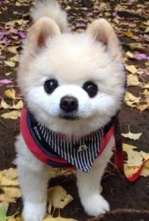 小狗推薦 小狗推薦