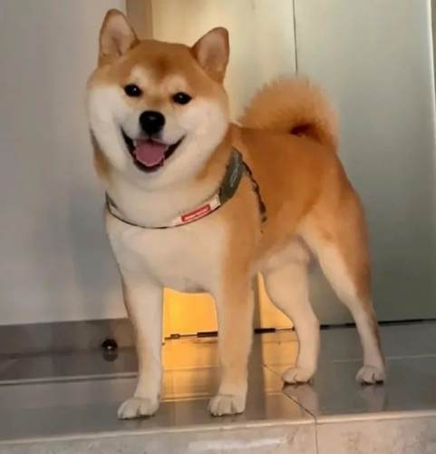 柴犬睡眠時間 柴犬睡眠時間