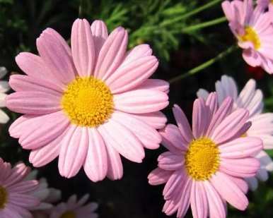 小雛菊花色種類 小雛菊花色種類