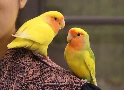 牡丹鸚鵡生蛋照顧 牡丹鸚鵡生蛋照顧