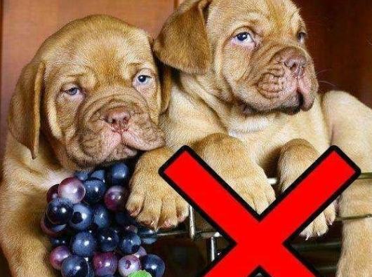 狗葡萄中毒症狀 狗葡萄中毒症狀