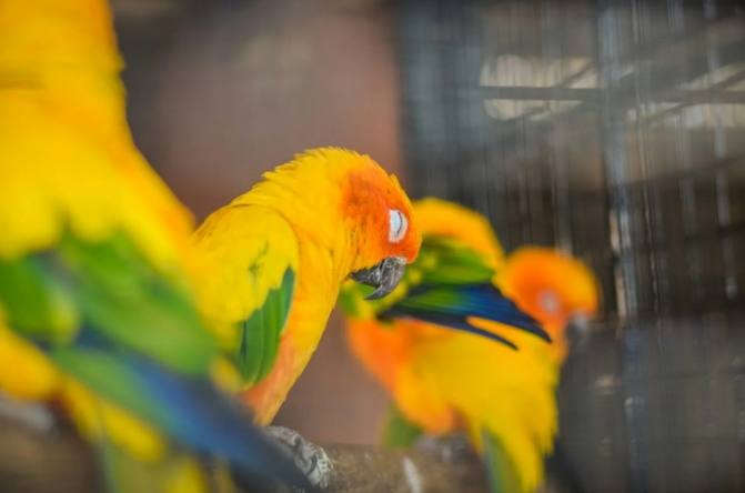 寵物鳥生蛋問題