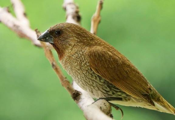 巧克力毒性 巧克力毒性