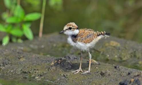 幼鳥救援方法 幼鳥救援方法