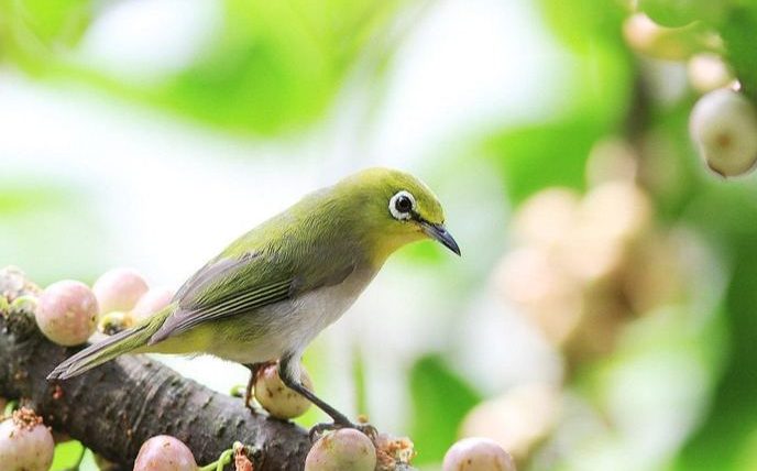 綠繡眼可以養嗎