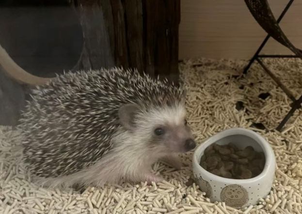刺蝟飼養優點 刺蝟飼養優點