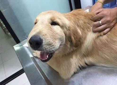 狗蜜蜂叮咬處理 狗蜜蜂叮咬處理