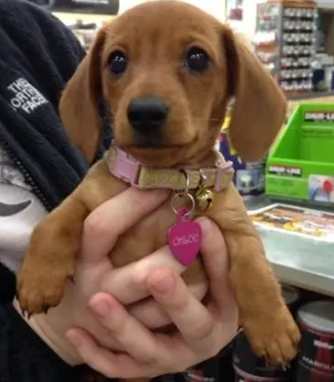 臘腸狗繁殖 臘腸狗繁殖