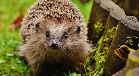 刺猬行為 刺猬行為