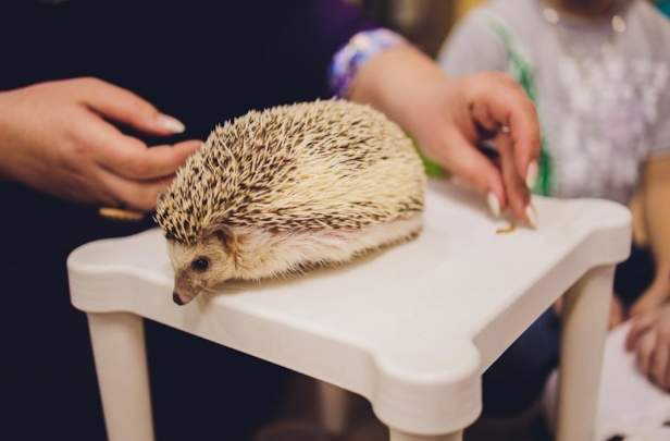 寵物刺蝟益處 寵物刺蝟益處