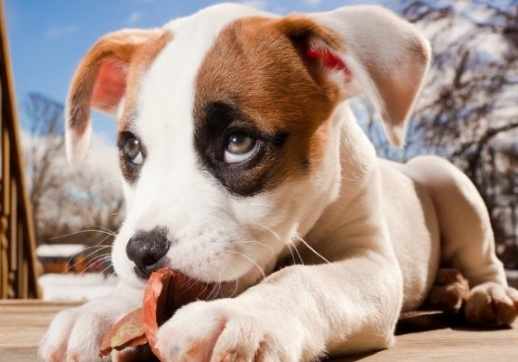 狗狗心絲蟲預防 狗狗心絲蟲預防