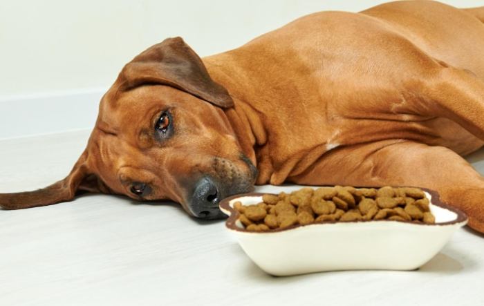 狗吐咖啡色怎麼辦 狗吐咖啡色怎麼辦