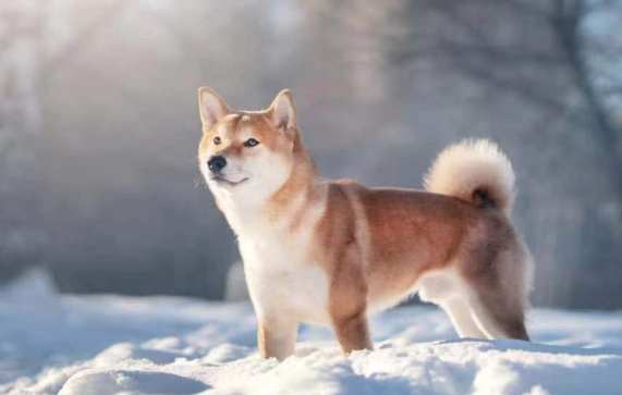 如何照顧混種狗 如何照顧混種狗