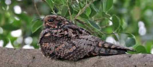 夜鷹習性 夜鷹習性