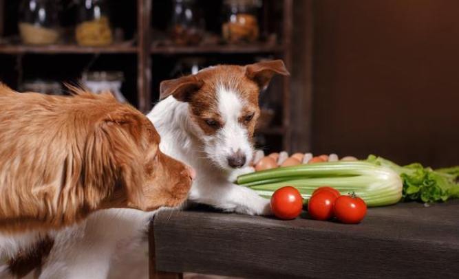 寵物流質飲食 寵物流質飲食