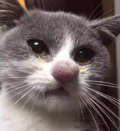 貓咪被叮急救 貓咪被叮急救