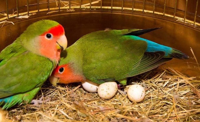鸚鵡產卵前兆