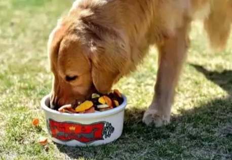 麻糬對狗有害 麻糬對狗有害