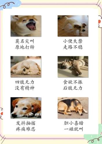 神經狗行為問題 神經狗行為問題