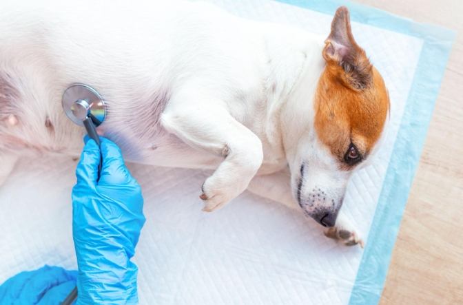 狗吃魚腹瀉 狗吃魚腹瀉