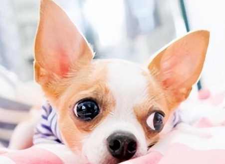 小型犬飼養 小型犬飼養