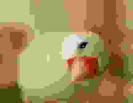 文鳥死前徵兆 文鳥死前徵兆