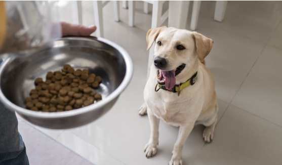 高齡犬專用飼料