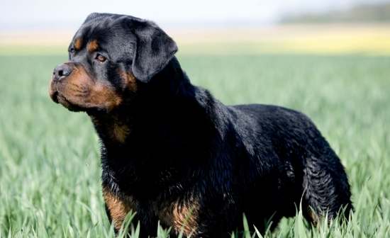 羅威納犬 羅威納犬
