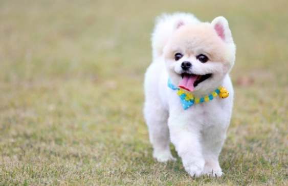 火龍果對狗有害嗎 火龍果對狗有害嗎