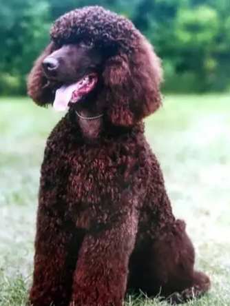 水獵犬品種 水獵犬品種